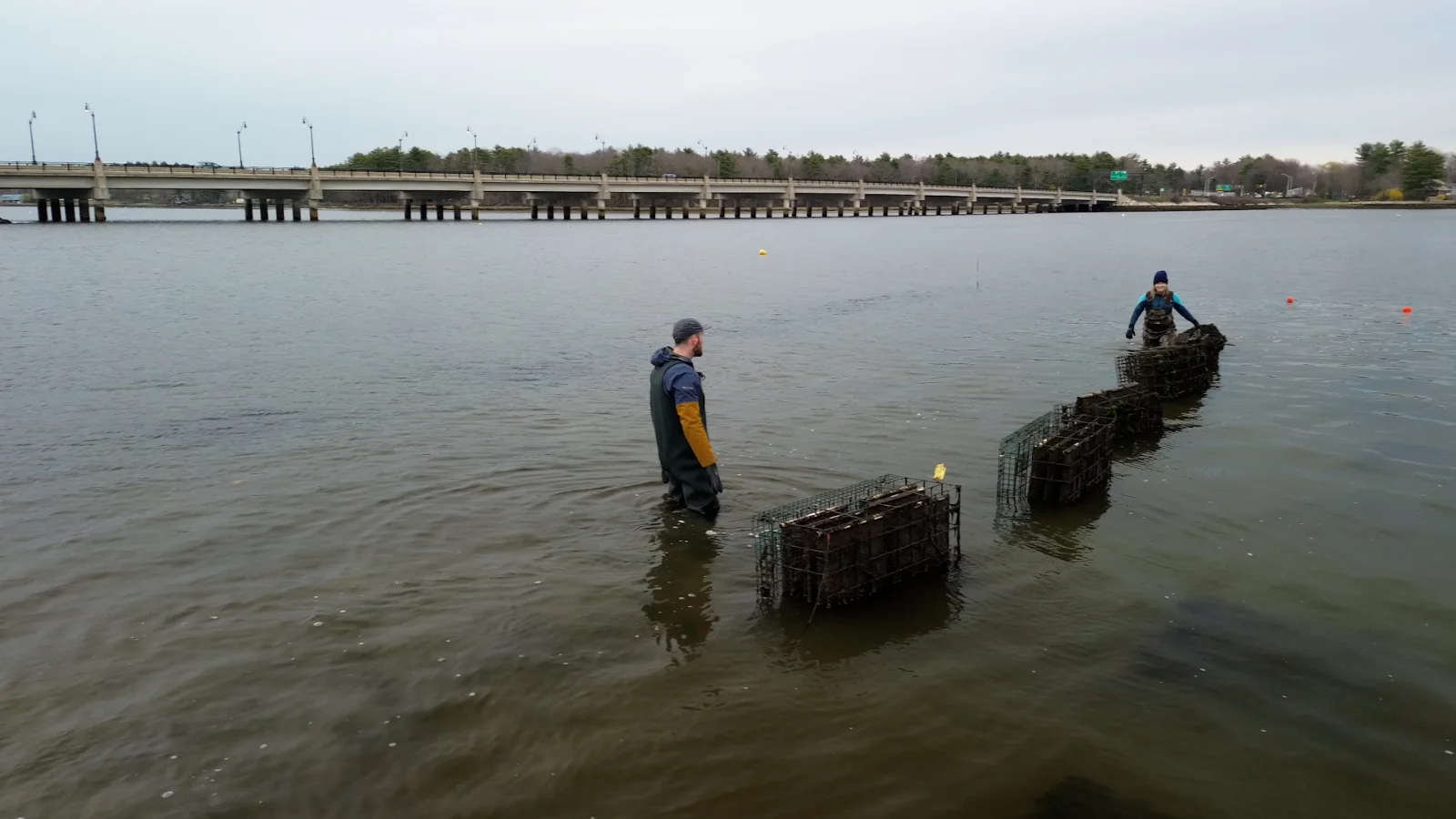 Two people in waders tending oyster cages in shallow water at Fox Point Oysters